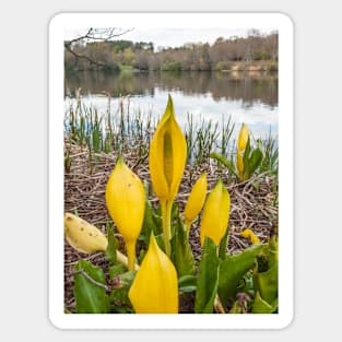 Yellow Skunk Cabbage Flower Sticker